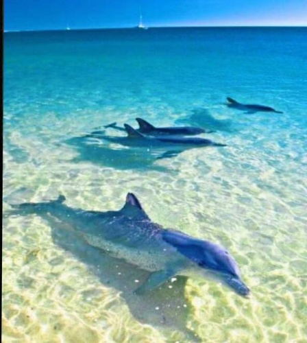 8705 S Tamiami Tr on 2nd St. Lot 63, Sarasota, Florida 34238, 1 Bedroom Bedrooms, ,1 BathroomBathrooms,Mobile/manufactured,For Sale,S Tamiami Tr on 2nd St. Lot 63,11462357