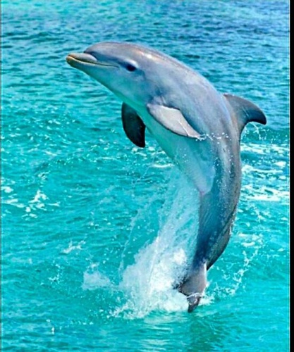 279 Lake Dr, Nokomis, Florida 34275, 2 Bedrooms Bedrooms, ,2 BathroomsBathrooms,Mobile/manufactured,For Sale,Lake Dr,11497319