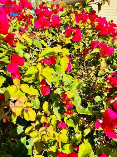 19413 Congressional Ct., North Fort Myers, Florida 33903, 2 Bedrooms Bedrooms, ,2 BathroomsBathrooms,Mobile/manufactured,For Sale,Congressional Ct.,11620857