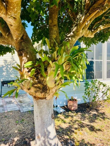 1006 Pine Lakes Blvd., North Fort Myers, Florida 34952, 2 Bedrooms Bedrooms, ,2 BathroomsBathrooms,Mobile/manufactured,For Sale,Pine Lakes Blvd.,11623638