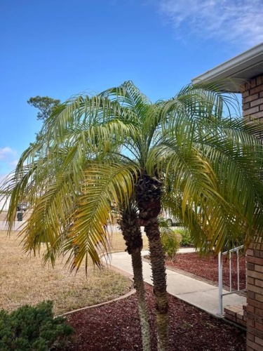 10921 Lone Palm ct, North Fort Myers, Florida 33903, 2 Bedrooms Bedrooms, ,2 BathroomsBathrooms,Mobile/manufactured,For Sale,Lone Palm ct,11655679