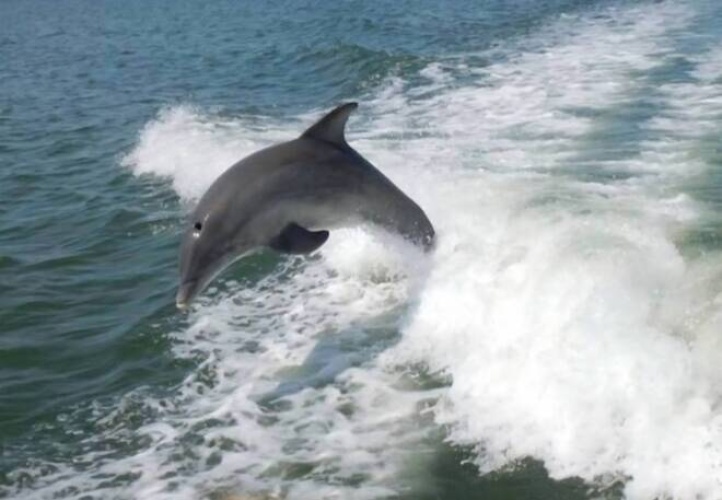 8705 S Tamiami Trail 2nd St, Sarasota, Florida 34238, 1 Bedroom Bedrooms, ,1 BathroomBathrooms,Mobile/manufactured,For Sale,S Tamiami Trail 2nd St,11683944