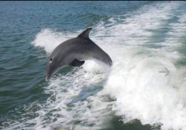 118 Bay St, Venice, Florida 34285, 2 Bedrooms Bedrooms, ,1 BathroomBathrooms,Mobile/manufactured,For Sale,Bay St,11690271