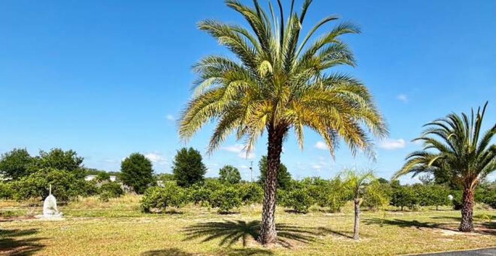 2930 Cactus Lane, Sebring, Florida 33870, 2 Bedrooms Bedrooms, ,2 BathroomsBathrooms,Mobile/manufactured,For Sale,Cactus Lane,11732614